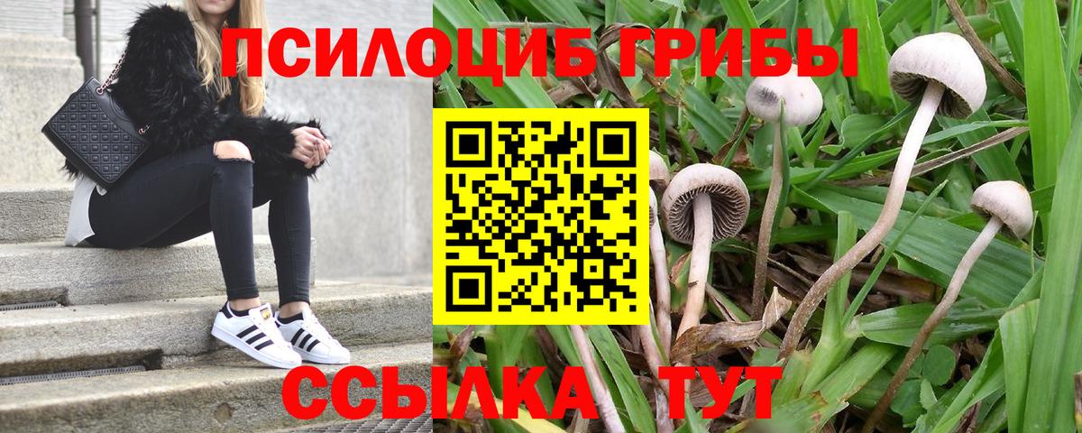 Псилоцибиновые грибы GOLDEN TEACHER  Галлюциногенные грибы GOLDEN TEACHER  Тейково  Вход с VPN 